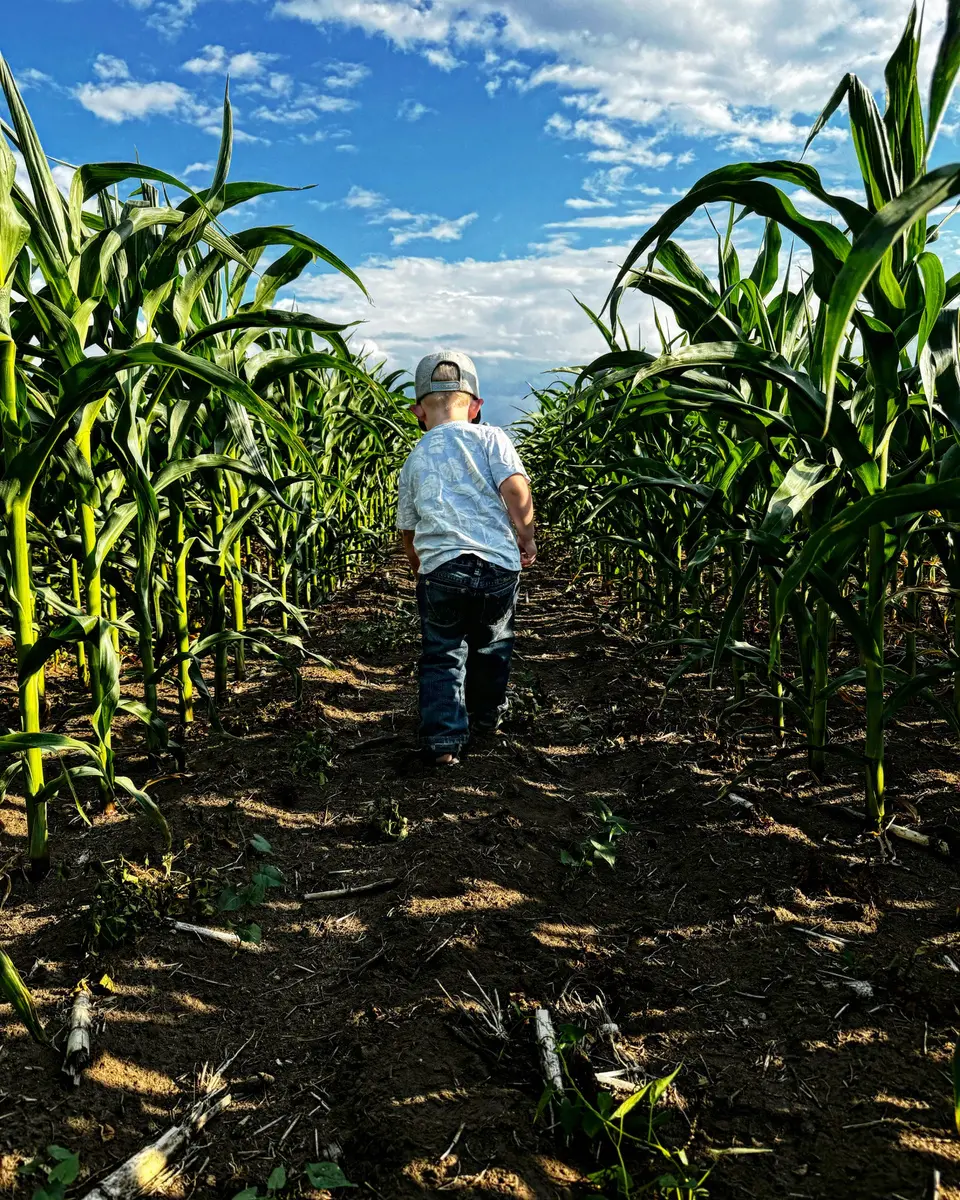 A child walking between rows of a corn field